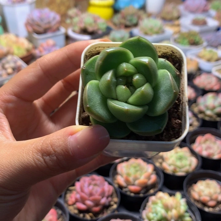 精控秃子珍妮多肉