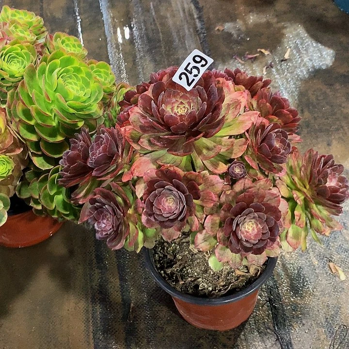 ?****多肉红丝绒259000