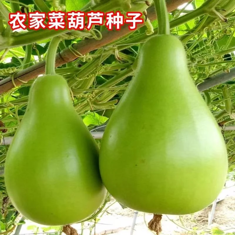 【大菜葫芦种子】四季种植盆栽地栽阳台小院种植