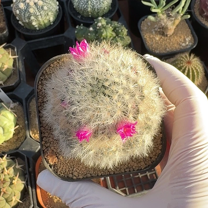 刘氏乳突仙人球123