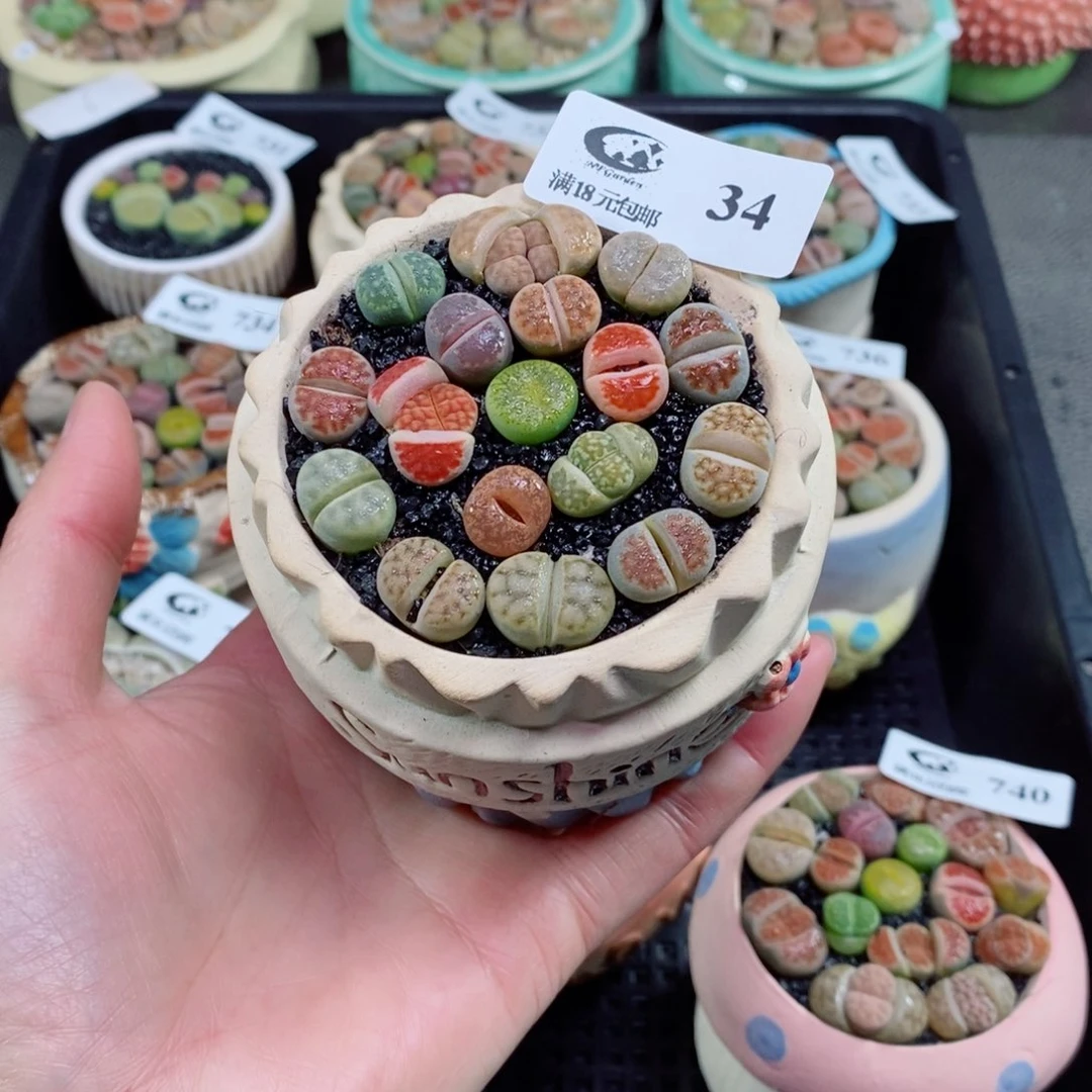 H*Y生石花花花花花花34