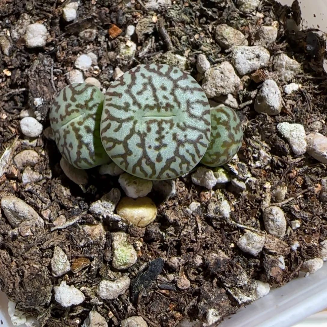 肉锥多肉植物组合-墨996