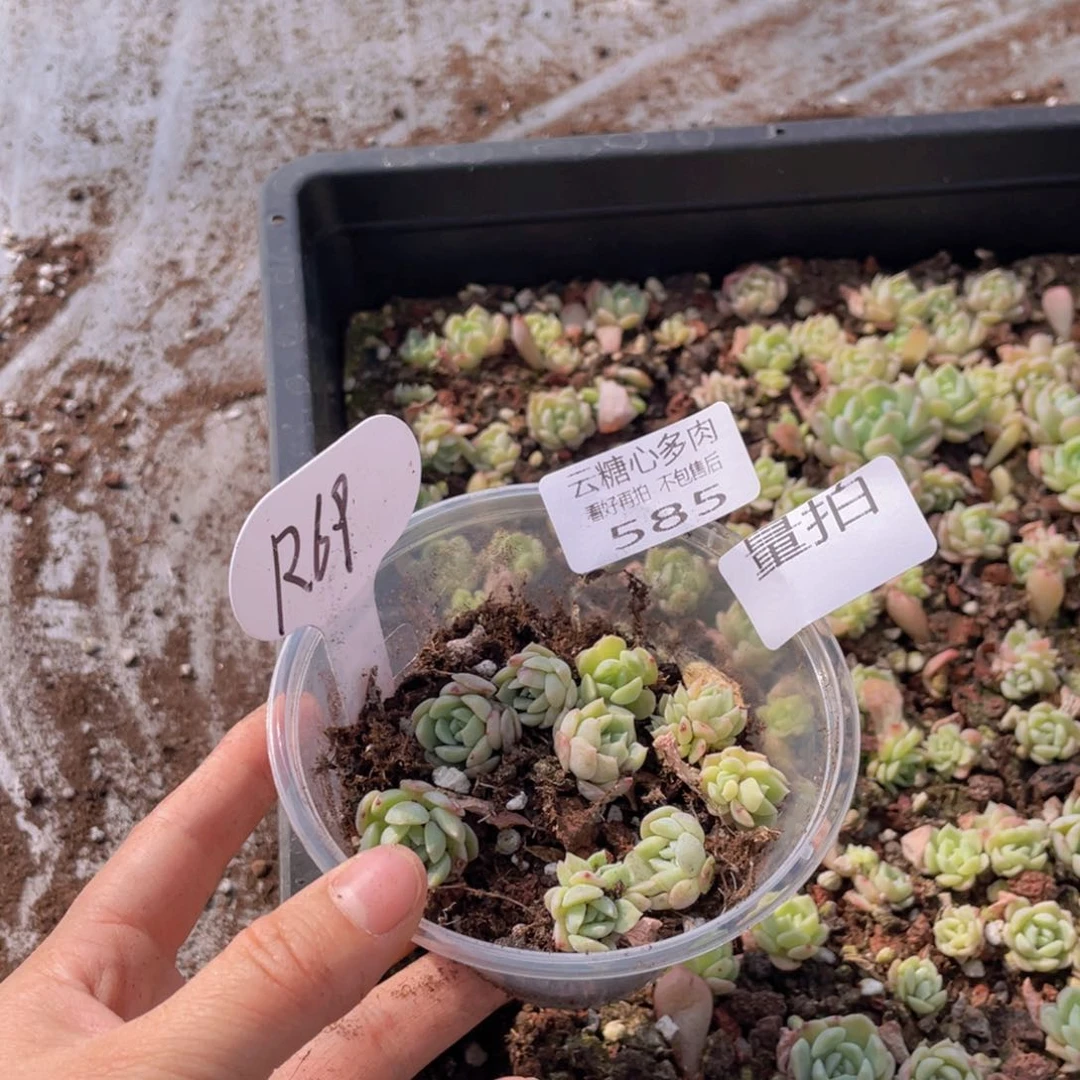云糖心多肉植物585