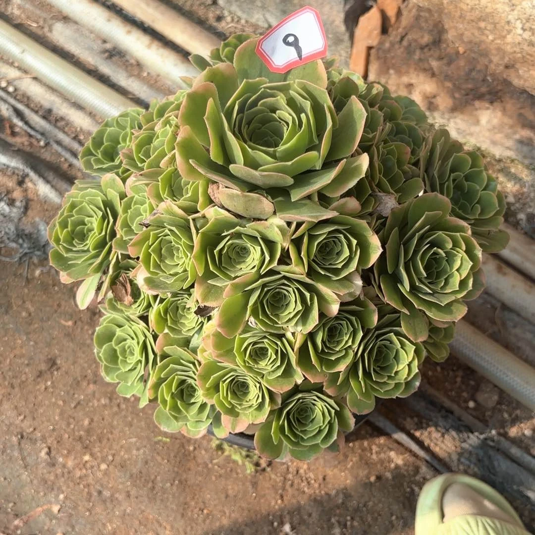 全部花朵无*无9西尼亚多肉植物