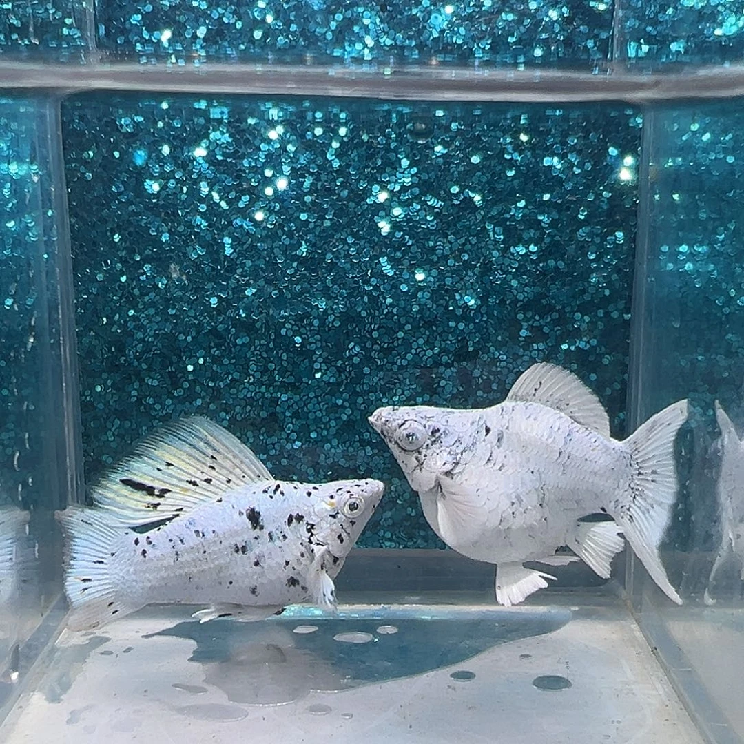 黑玛丽鱼奶牛玛丽一对0029