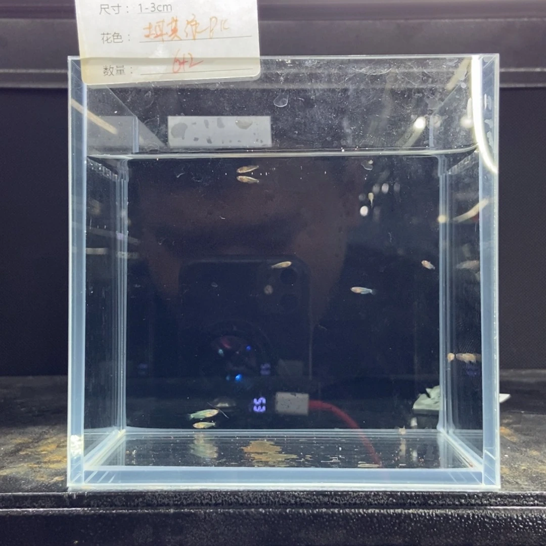 斗鱼包活不包损所见即所得043