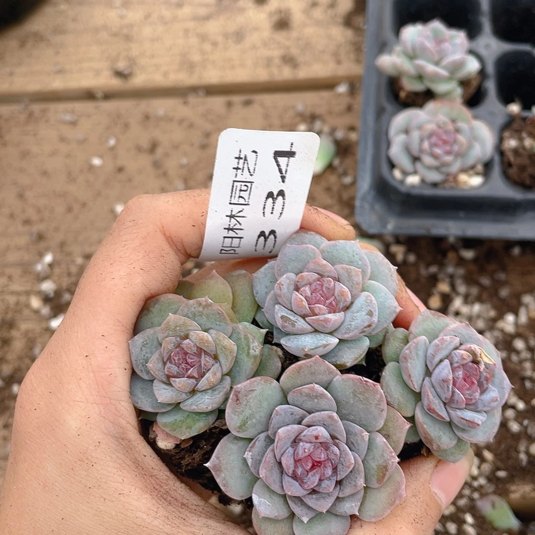 多肉植物多肉植物334