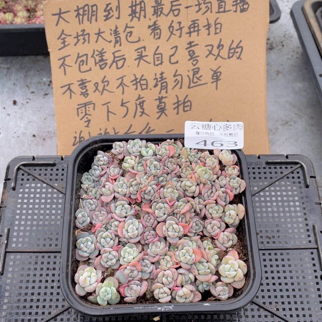 云糖心多肉植物463