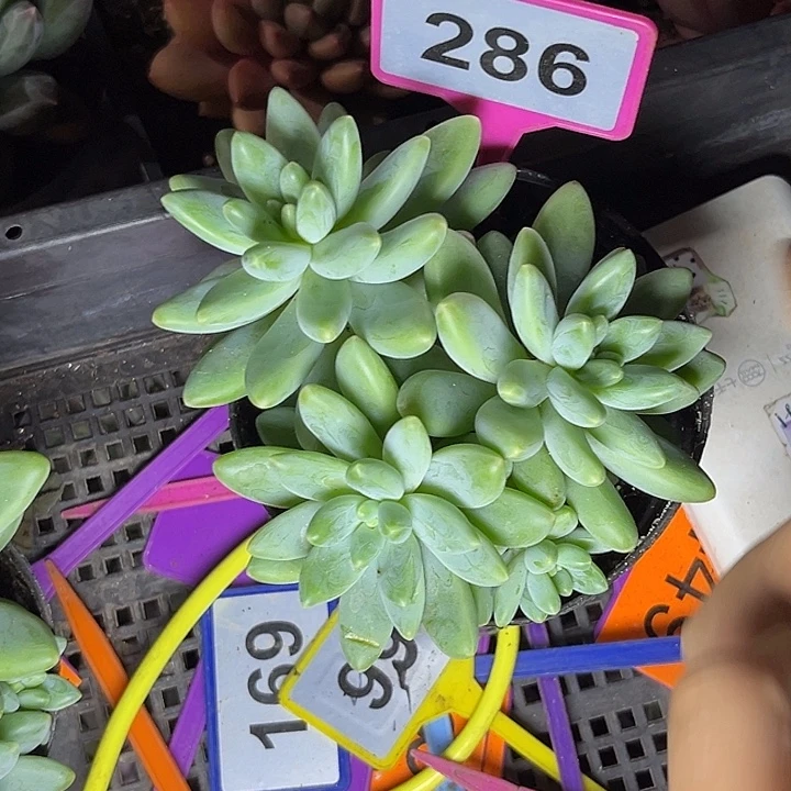 多肉植物阿蒂斯托286