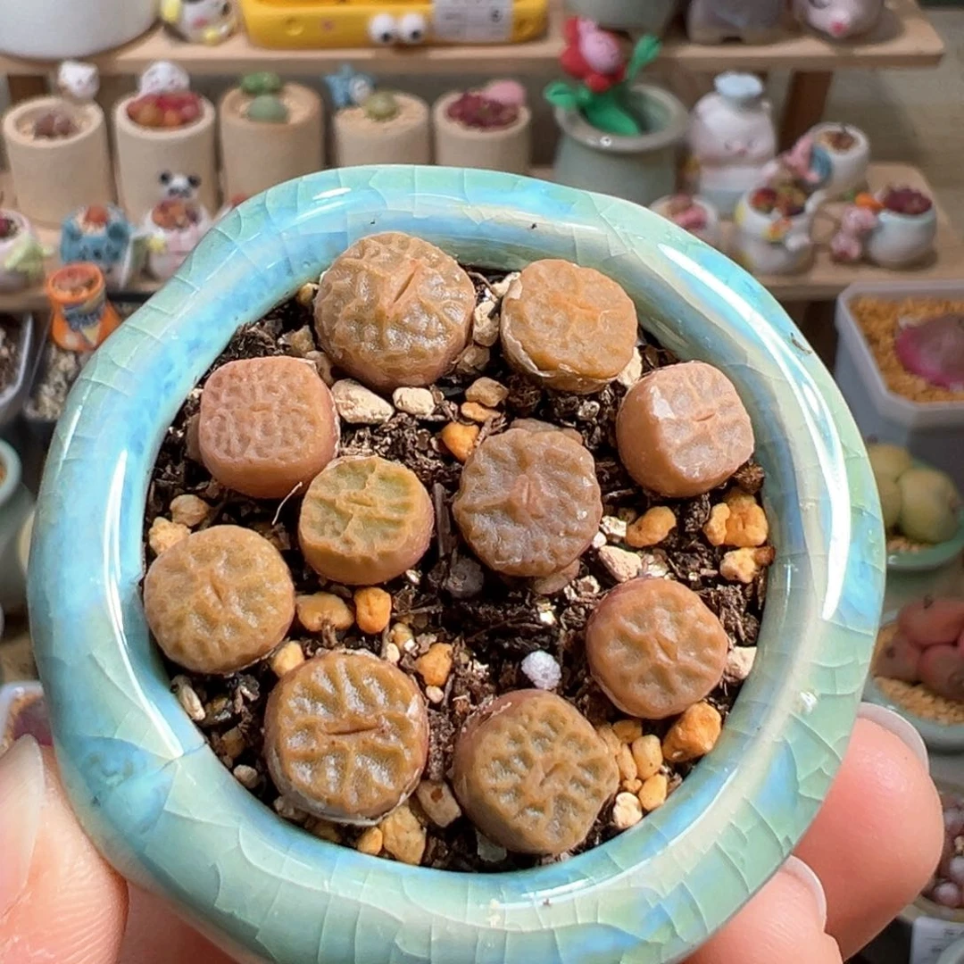 多肉植物21号方烧卖