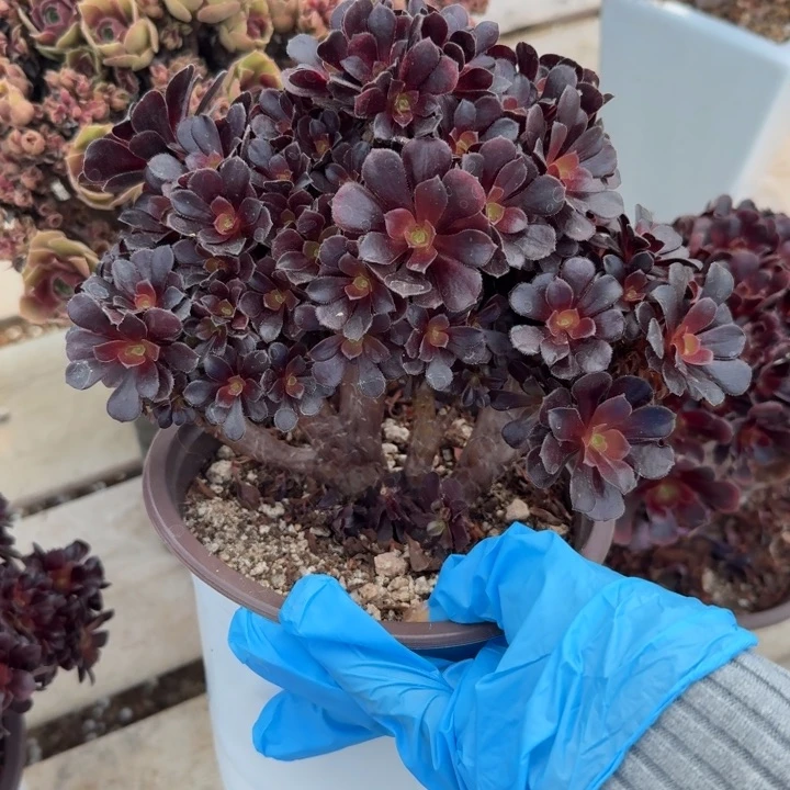 多肉植物等为特色优势品种而设立