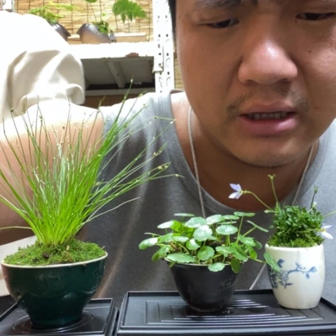 红陶一物一拍所见即所得134