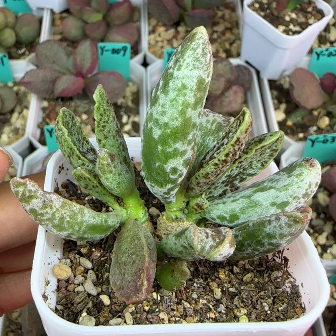 无花朵花岗岩桩子，五方盆