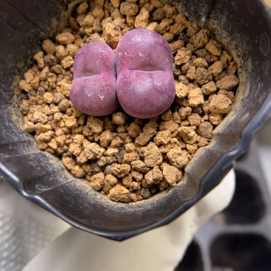 多肉植物肉锥杂交K-3687