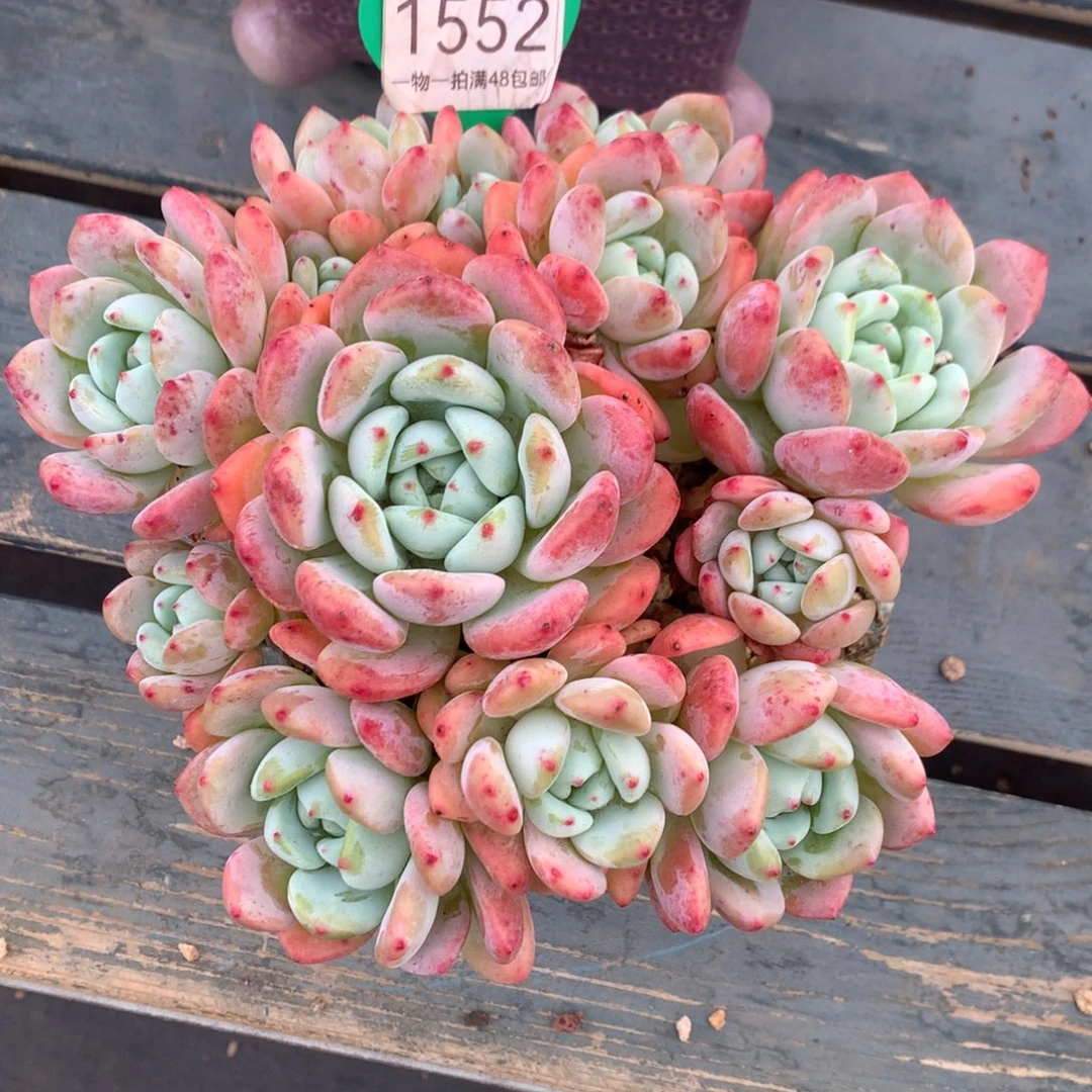 大叶望舒老桩平头1552