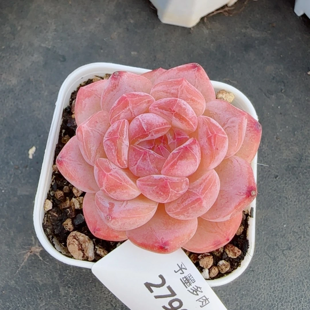 黛玉冰魄，2799多肉植物