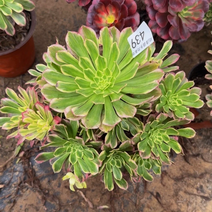 天河一物一拍439。