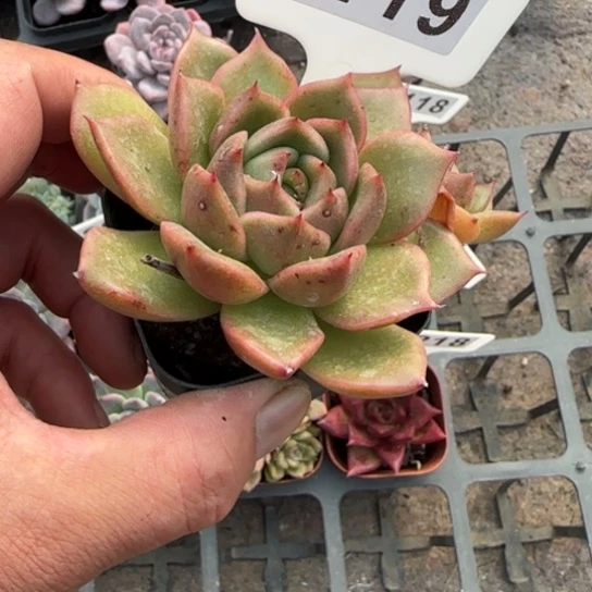 119白玫瑰多肉植物多