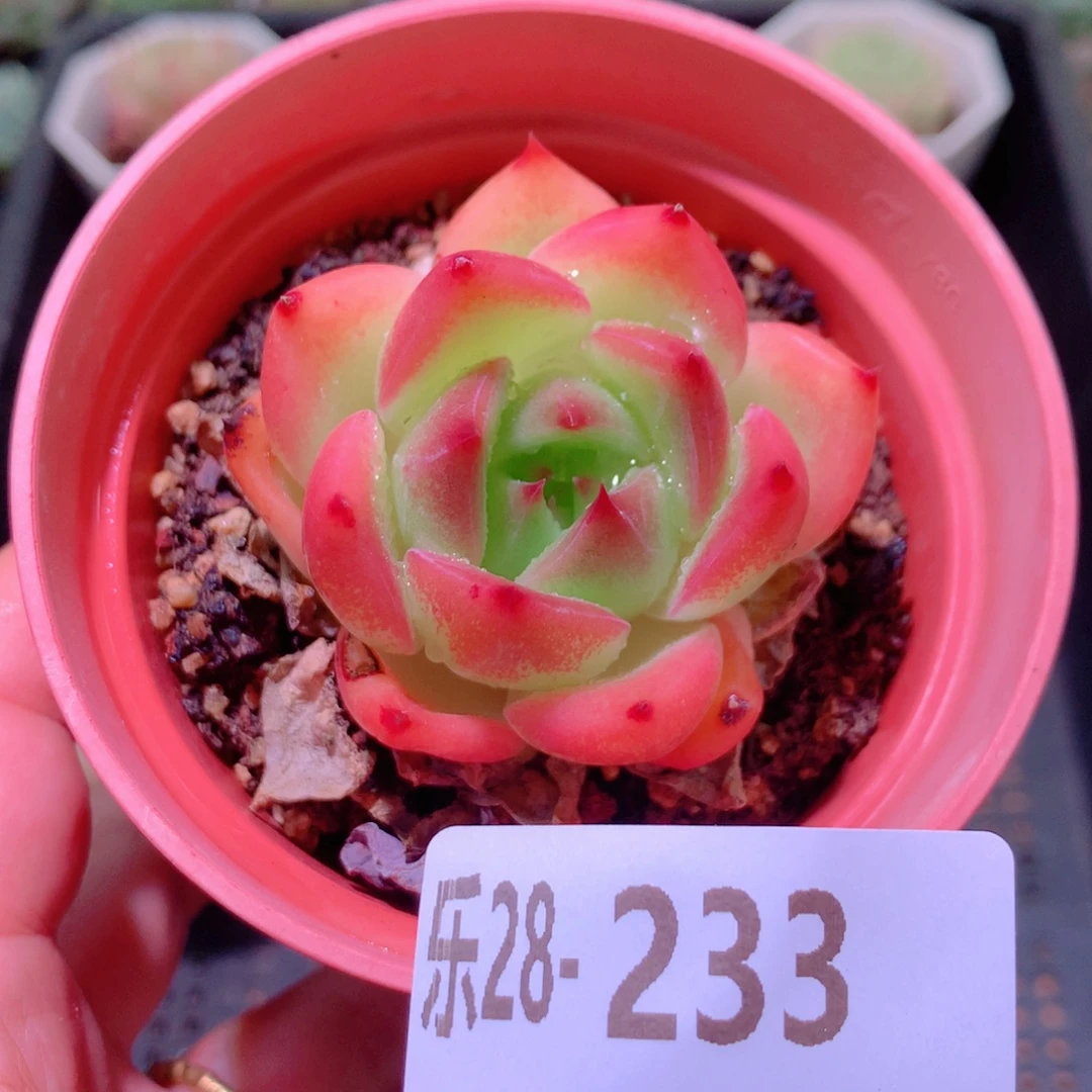 乐然28-233 普罗拉