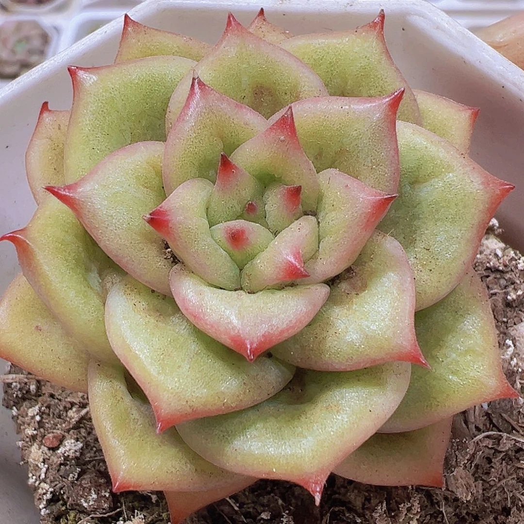 林肯玛丽亚19包油