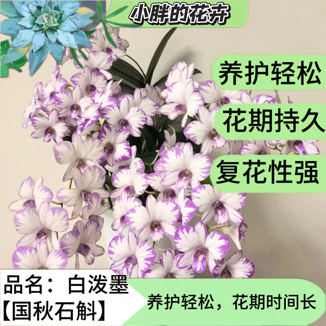 【小胖】秋石斛《中盆泼墨》5-10支花剑石斛兰