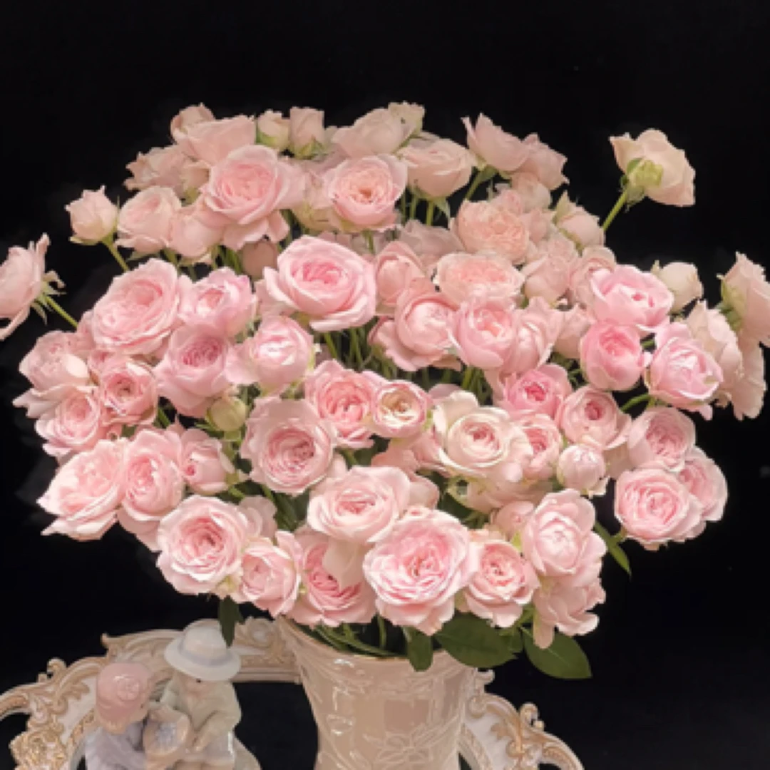 【微风精选】仙子之吻多头玫瑰10枝-1单中通  2单顺丰/EMS空运包邮