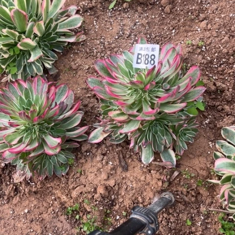 188海王不包断枝