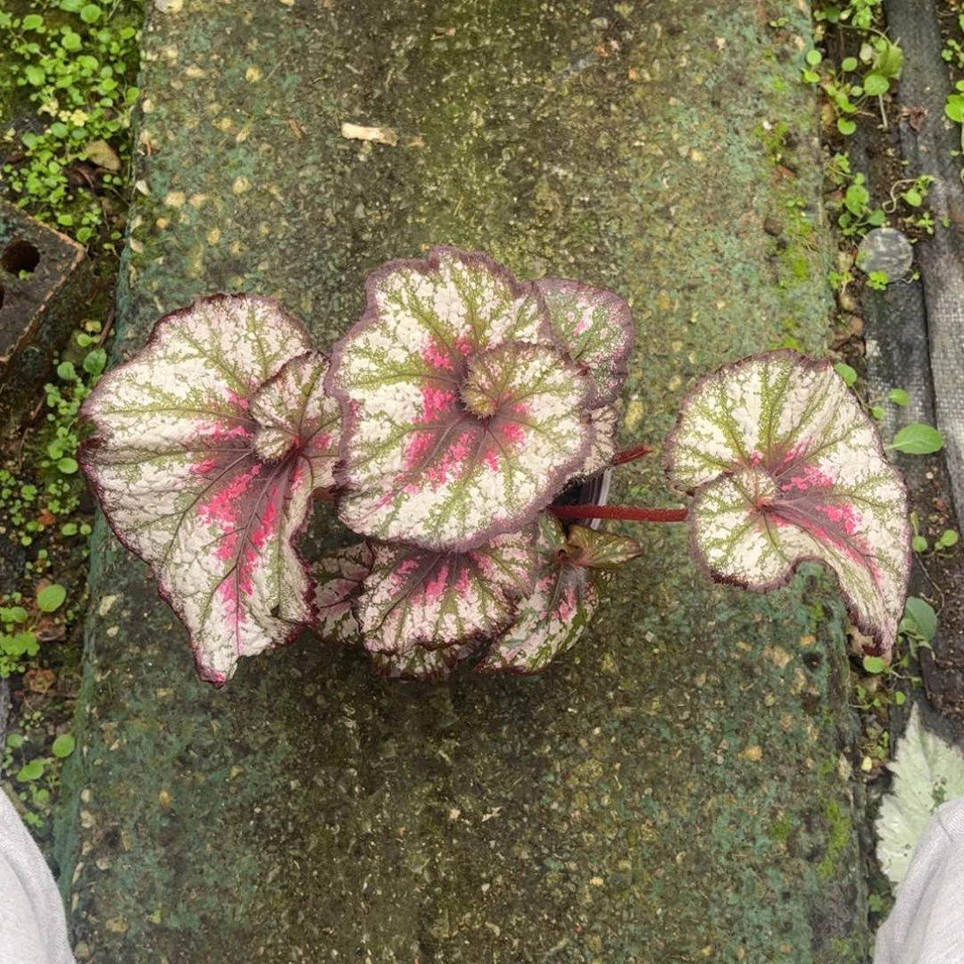 v***i无花朵3601 （泰国杂菜捡漏无售后）