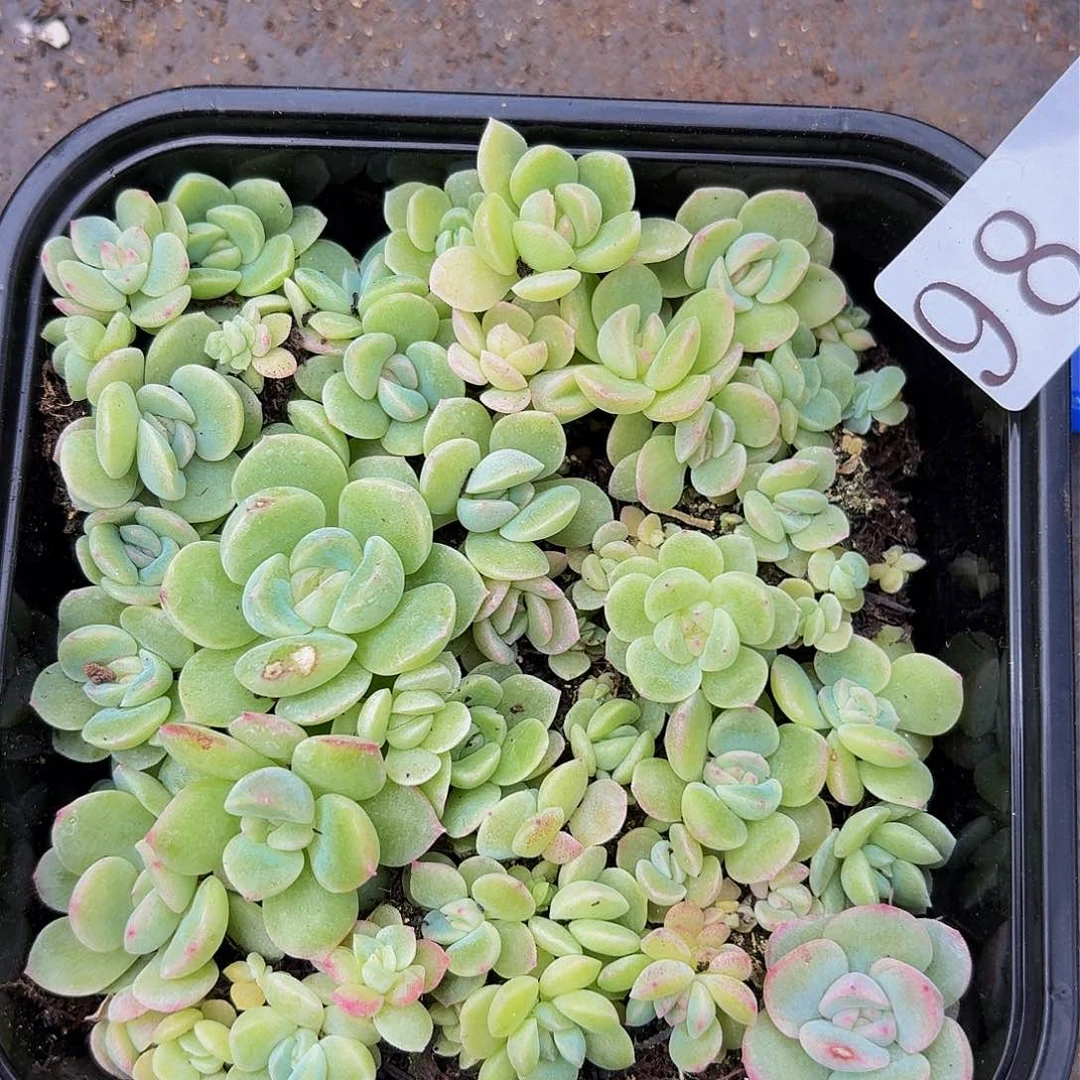 多肉植物多肉植物98