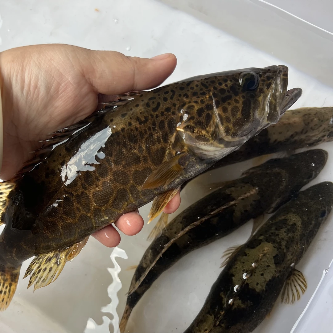 湖南大山淡水野斑鳜鱼 老虎鳜桂花鱼石斑鱼 活鱼现杀