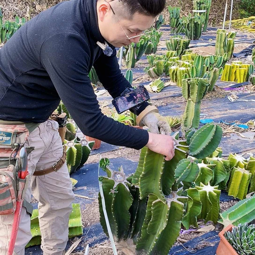 我****二秘鲁苹果母头带3侧枝（小瑕疵）无根