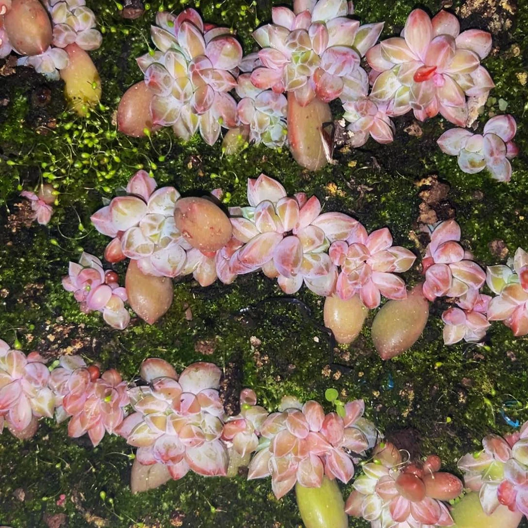 桔云多肉美人精品系列5颗