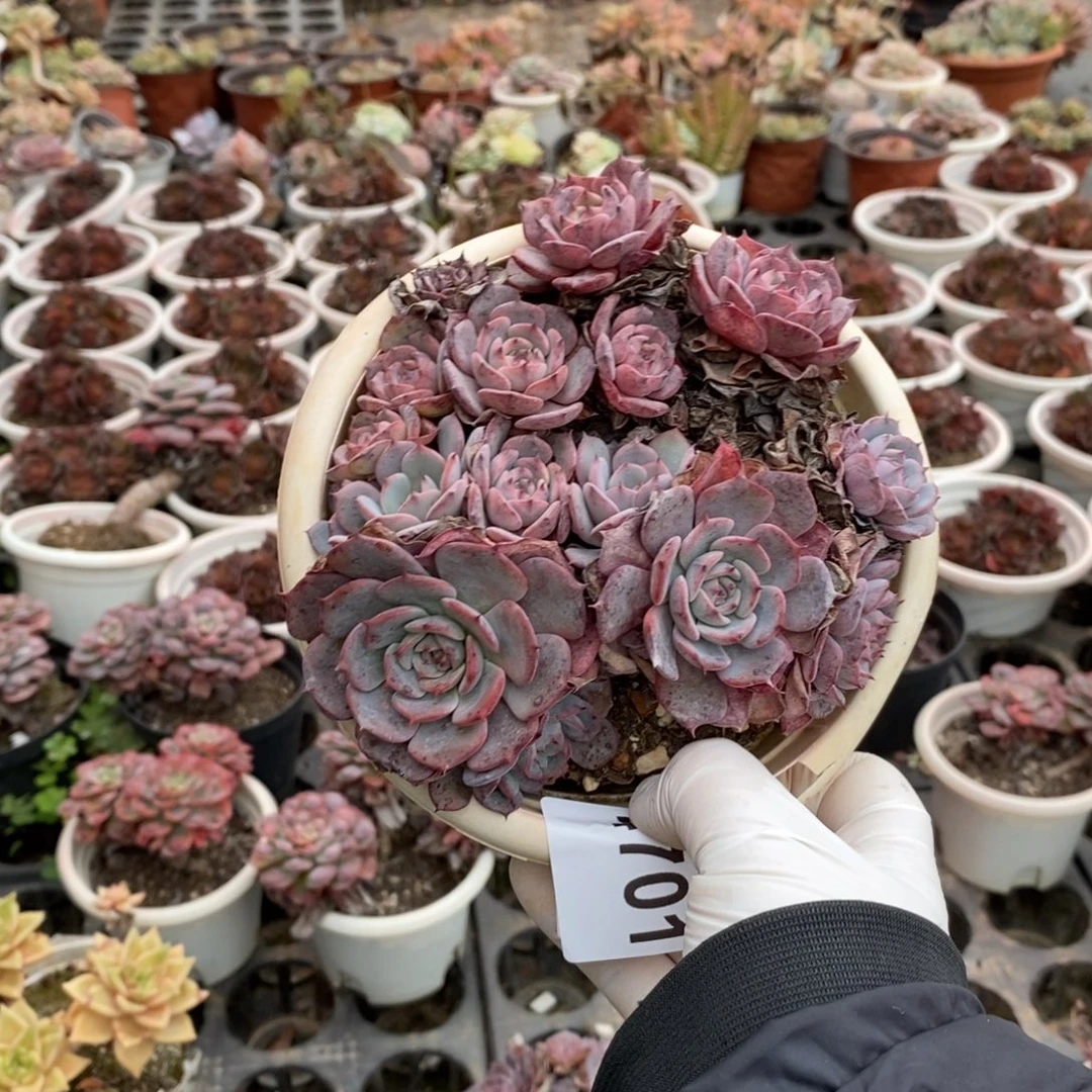 4701劳伦斯一物一拍