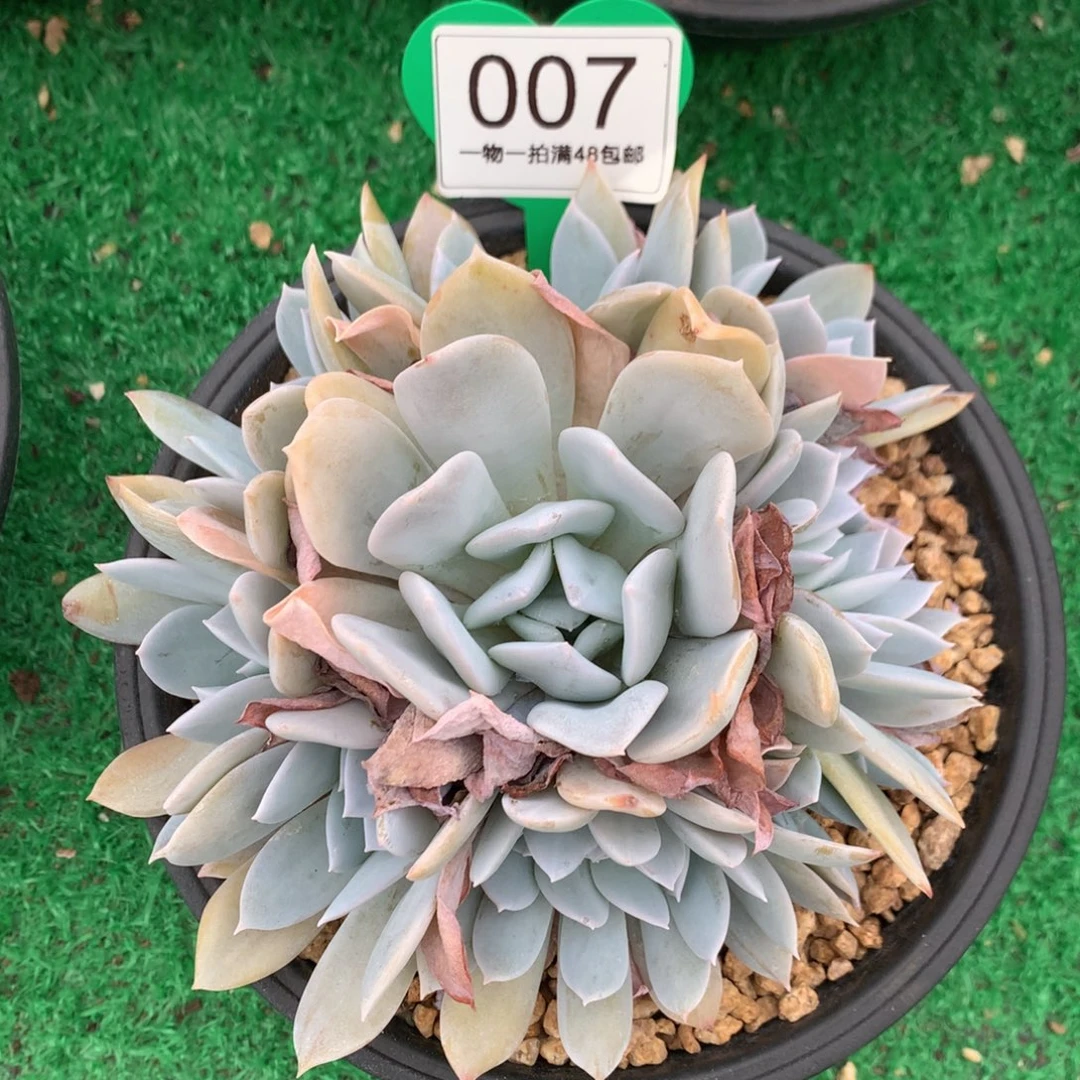 雪特老桩无砍捧花007