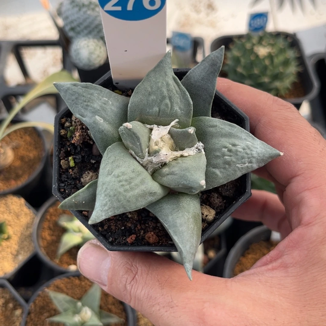 276实生玉牡丹带盆带土