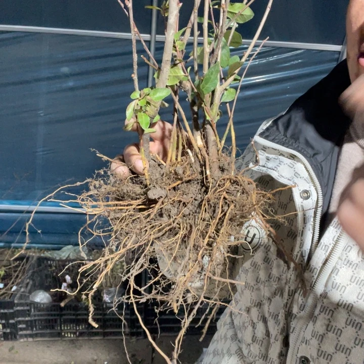 皇族海棠花一颗苗