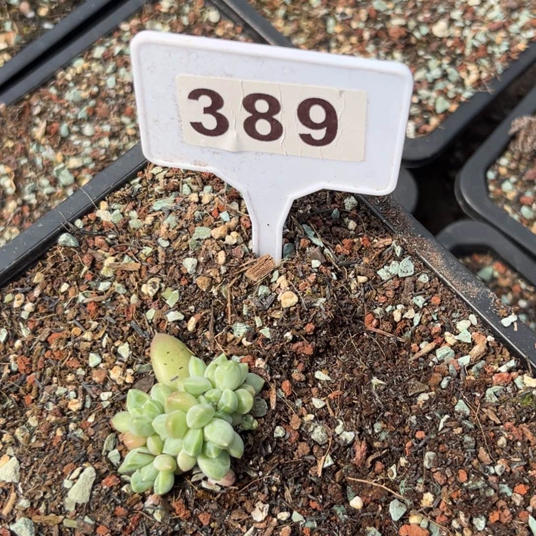多肉植物389雨花石