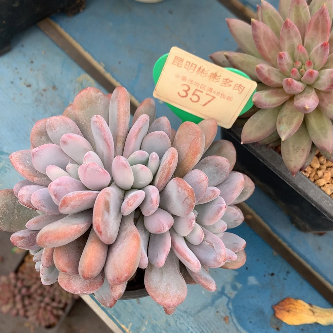 拉拉奶朵朵树一物一拍