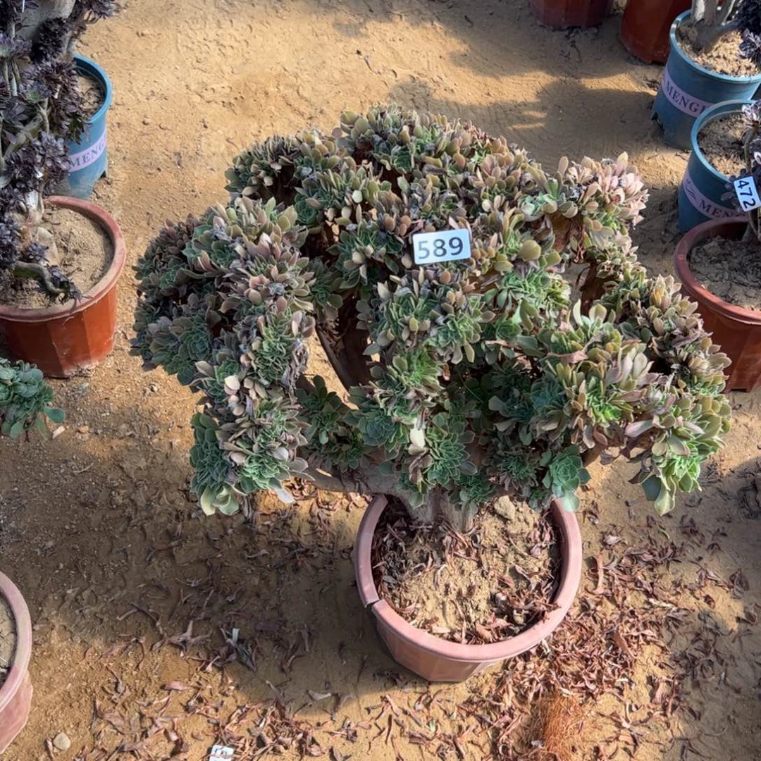 玫瑰缀微瑕疵589官府53