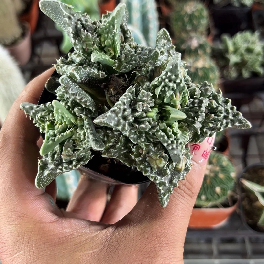 狂野怒涛单头发货有根发货