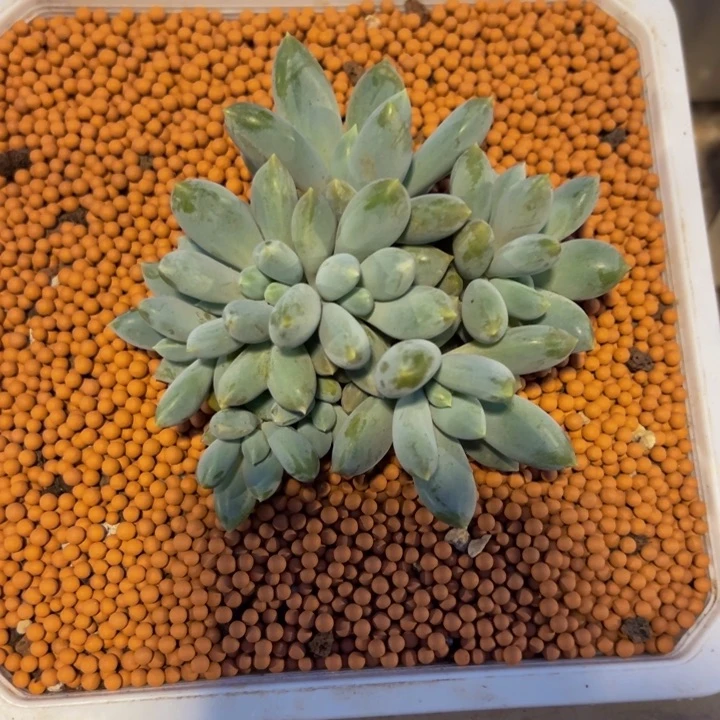 10头哥特自然群无砍
