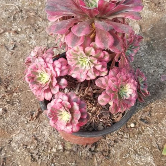 铜壶超白锦多肉法师多肉法师8