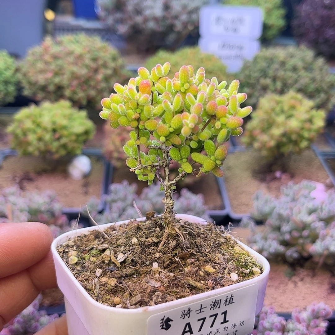 771蜜橘糖球枝干番杏