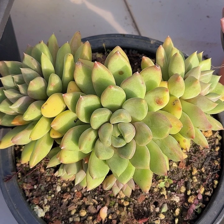 红象牙2562多肉植物