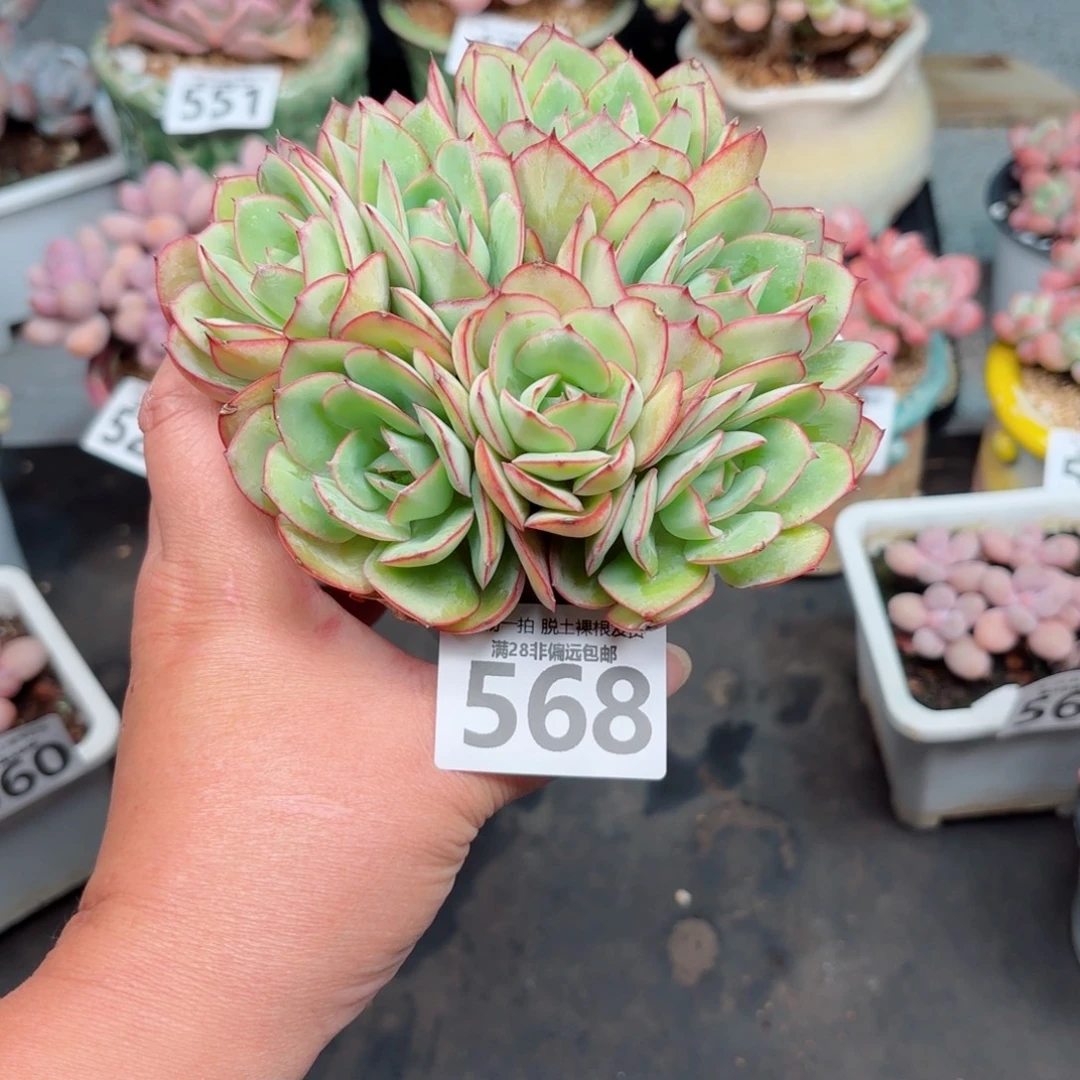 牡丹亭多肉多肉多