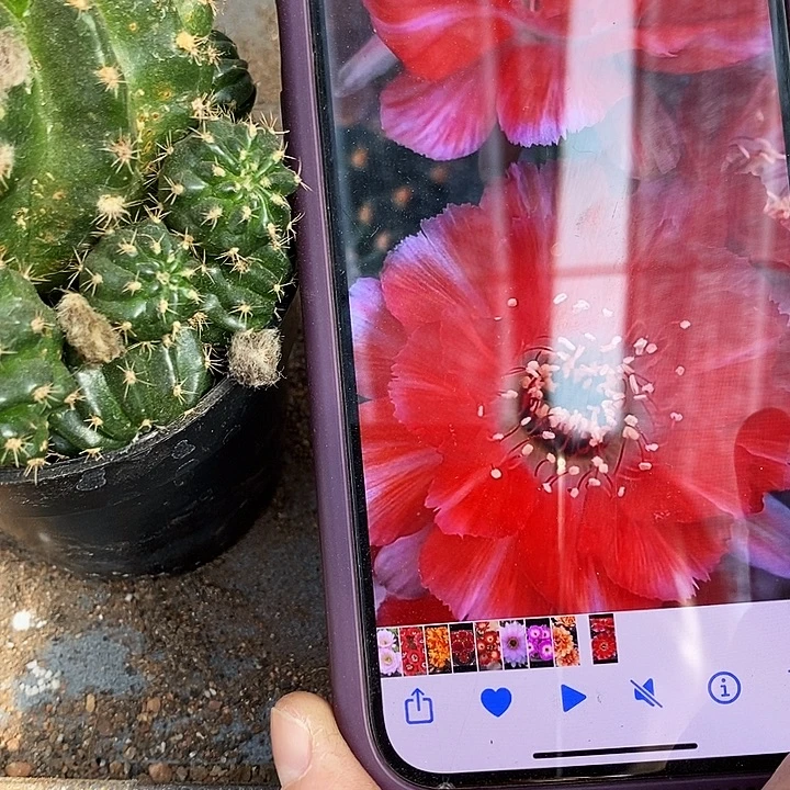 百褶裙丽花仙人球，357890