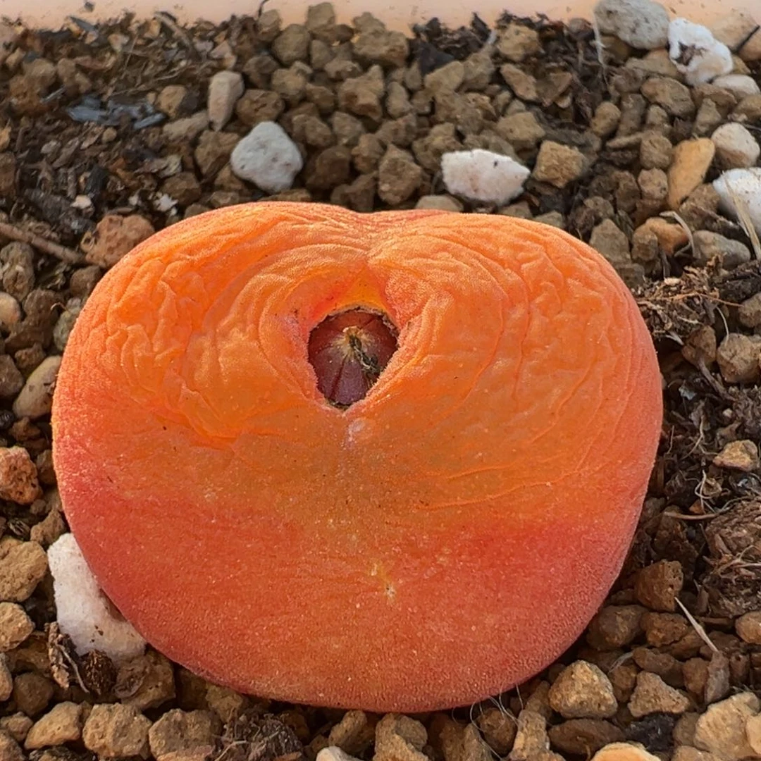 97多肉植物百科水蜜桃