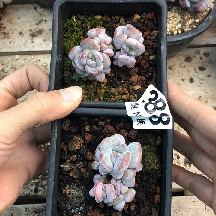 星影石榴籽福利出咯 388