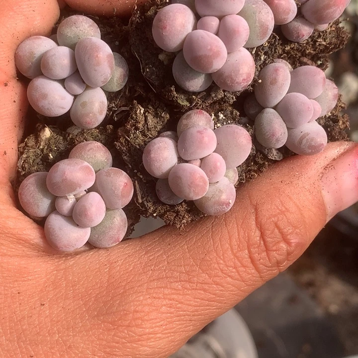 彩虹小（满9.99包邮不满9.99发叶子）