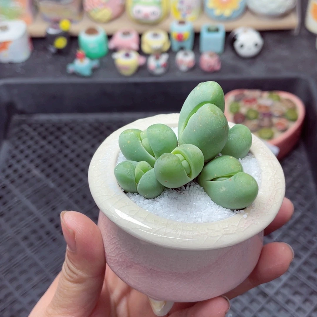 w3210 带盆土发货-零下地区拍保温箱